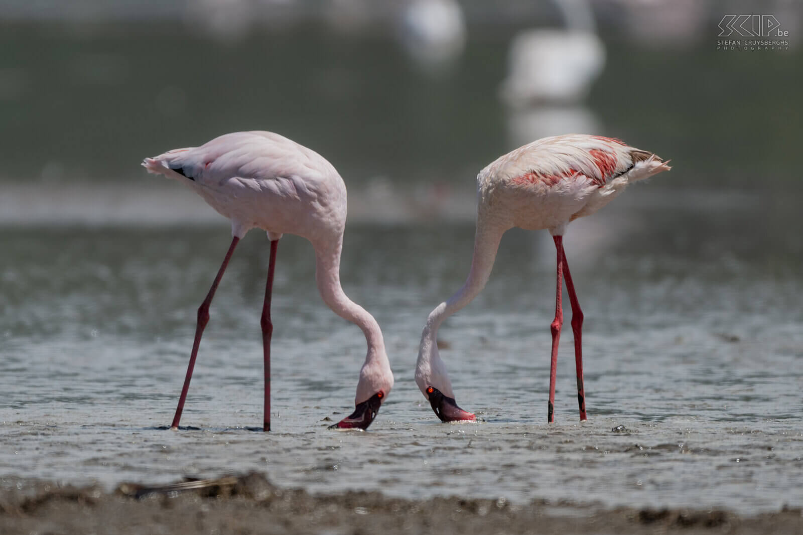 Nakuru NP - Kleine flamingo's De kleine flamingo is kleiner dan de grote flamingo en hun verenkleed is donkerder roze. Stefan Cruysberghs